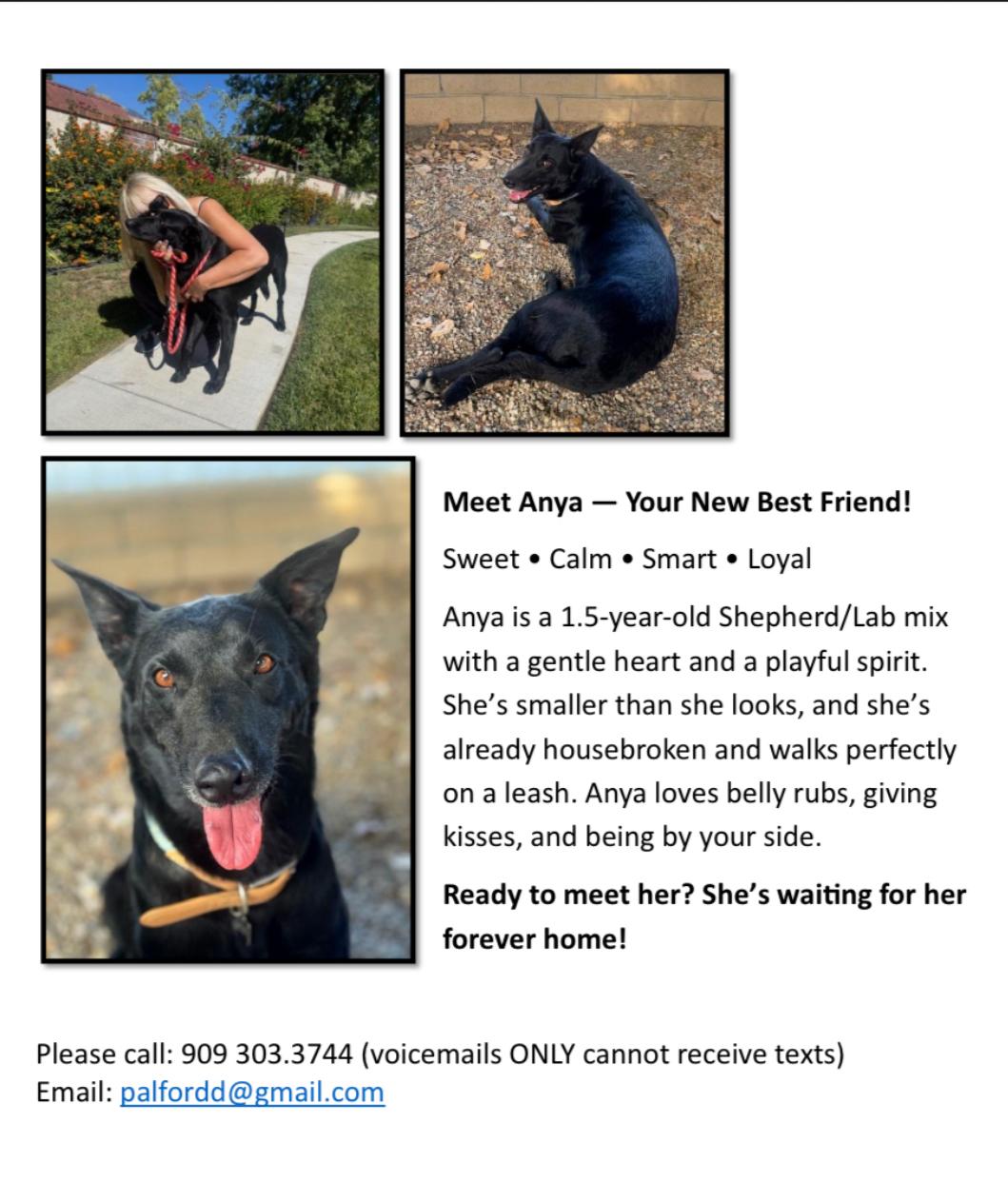 Enlarge Anya/Keke, a Adoptable mixed breed in Sherman Oaks, CA image 5/6