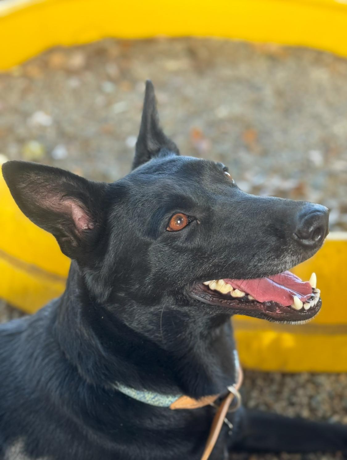 Enlarge Anya/Keke, a Adoptable mixed breed in Sherman Oaks, CA image 1/6