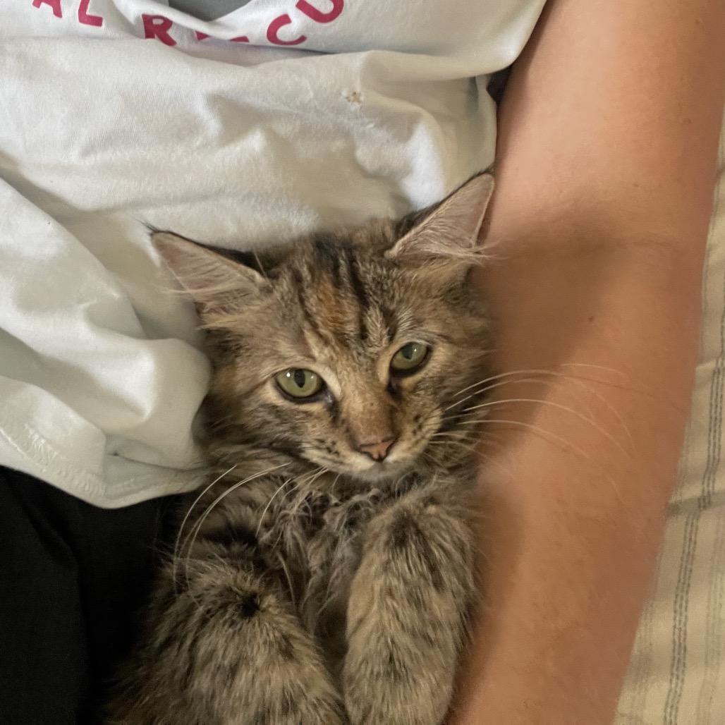 Enlarge Molliwog, a Adoptable mixed breed in Austin, TX image 2/6