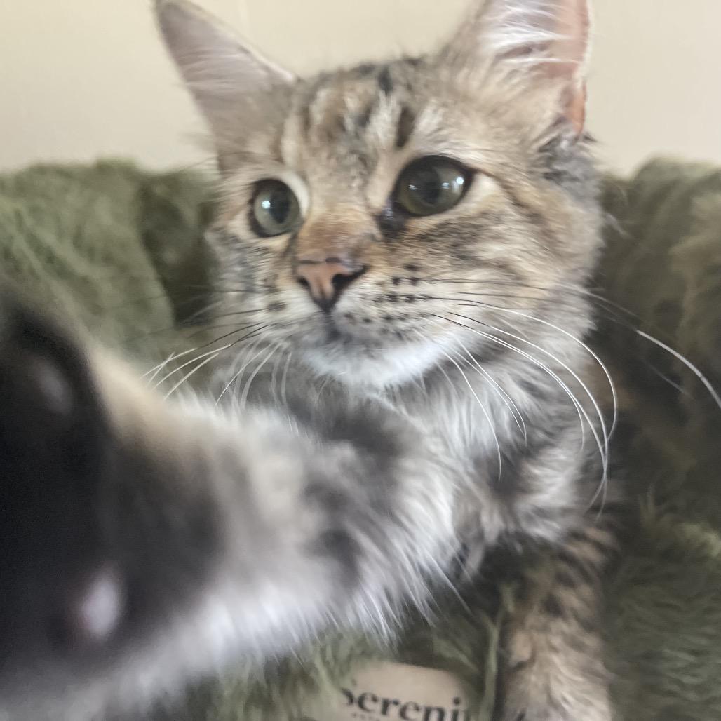 Enlarge Molliwog, a Adoptable mixed breed in Austin, TX image 3/6