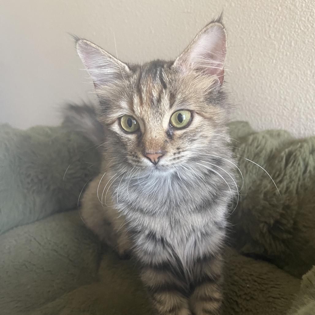 Enlarge Molliwog, a Adoptable mixed breed in Austin, TX image 5/6
