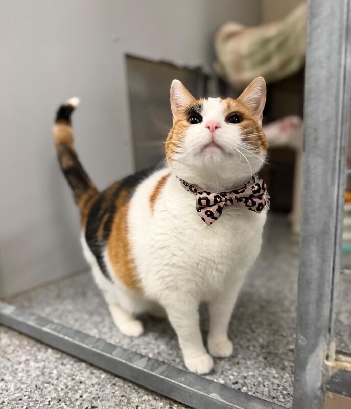 Betty White — thumbnail 2