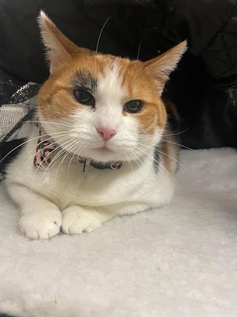 Betty White — thumbnail 3