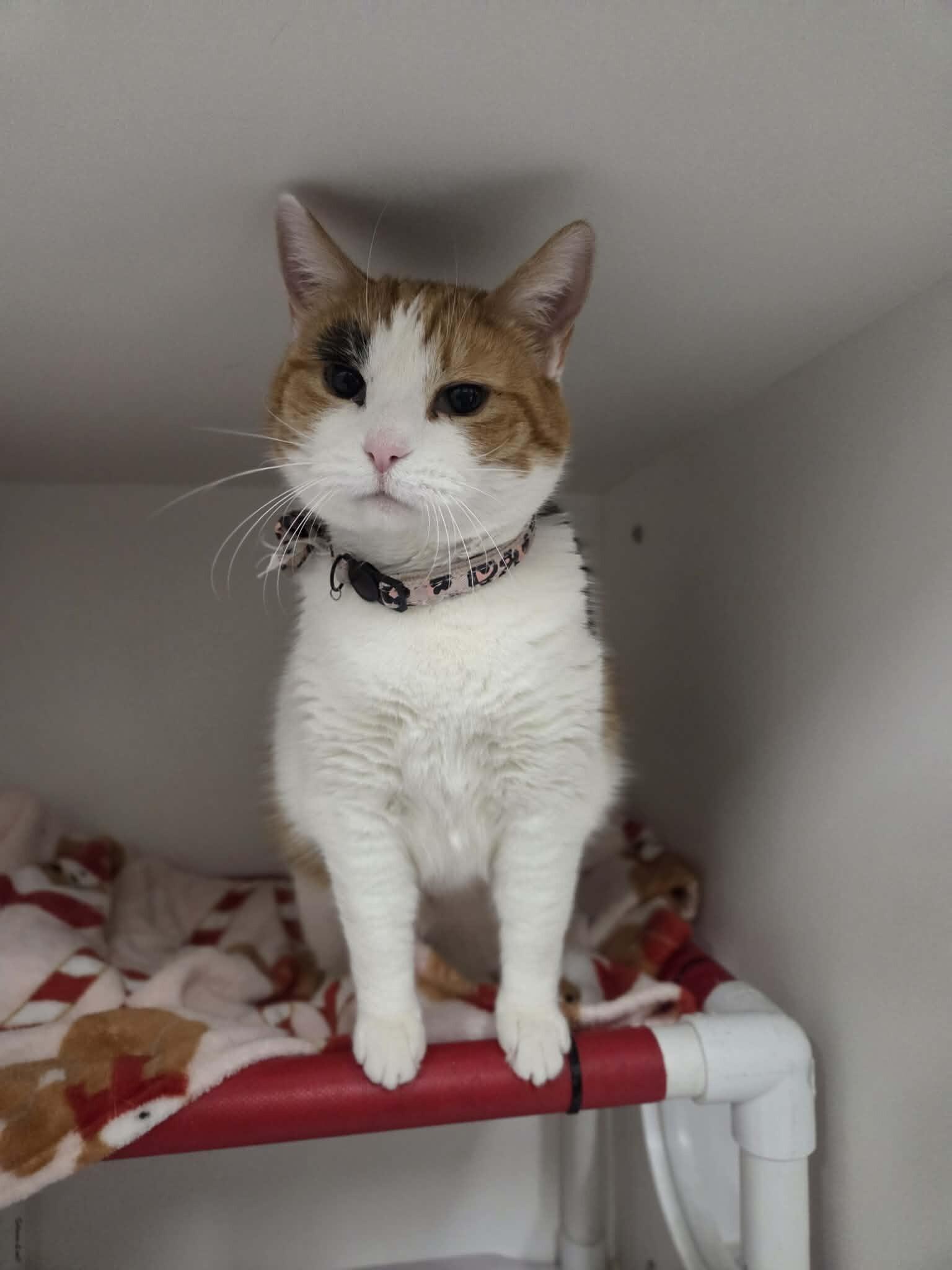 Betty White — thumbnail 4