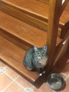 Tippy, a Adoptable mixed breed in Nutley, NJ image 1/10