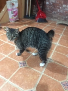 Tippy, a Adoptable mixed breed in Nutley, NJ image 2/10