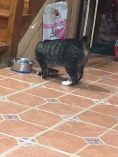 Tippy, a Adoptable mixed breed in Nutley, NJ image 3/10