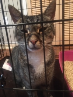 Tippy, a Adoptable mixed breed in Nutley, NJ image 4/10