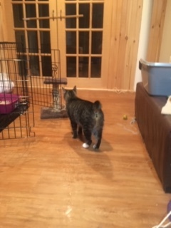 Tippy, a Adoptable mixed breed in Nutley, NJ image 5/10