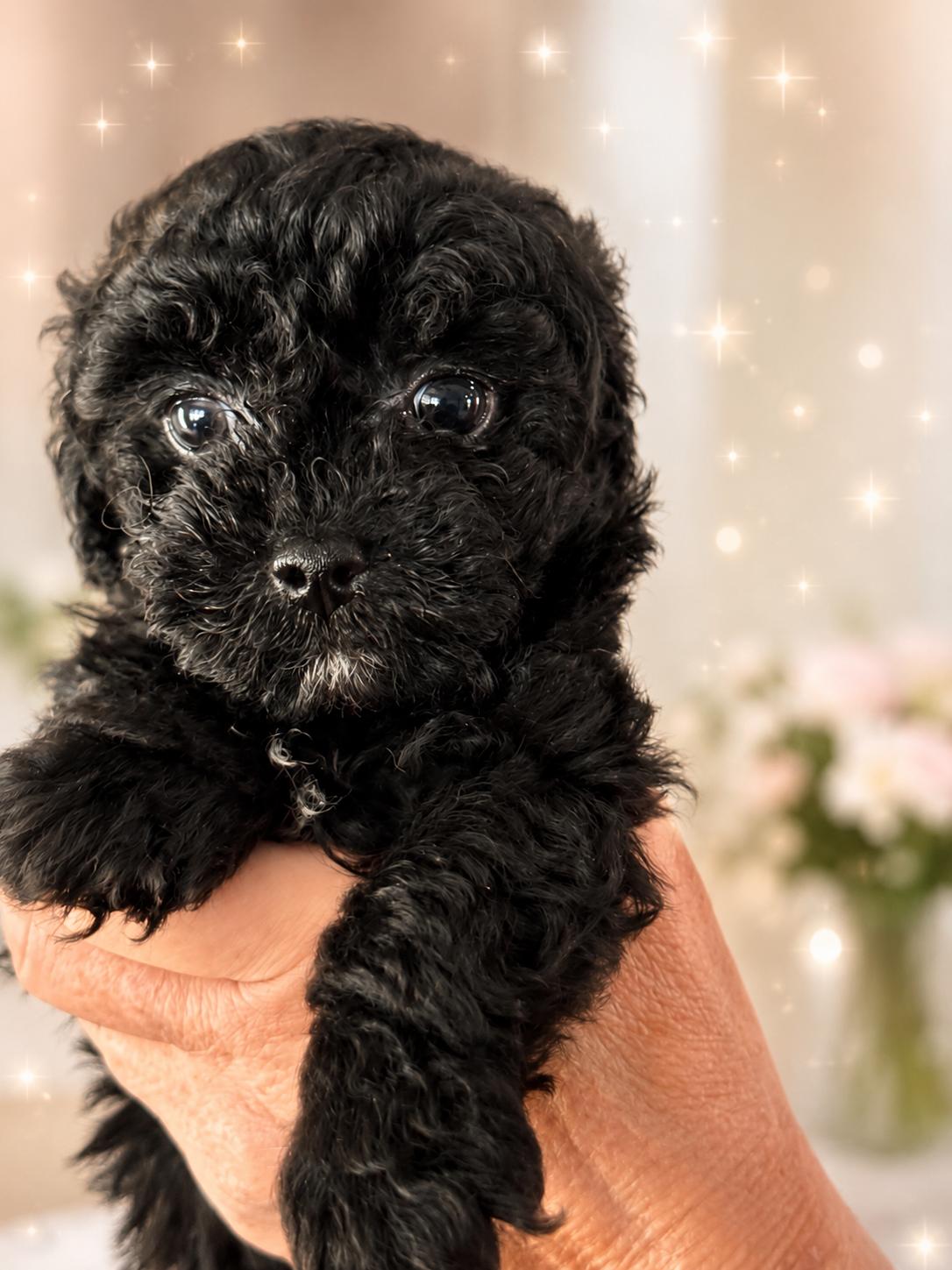 Dublin, adopted, Puppy Male Poodle.