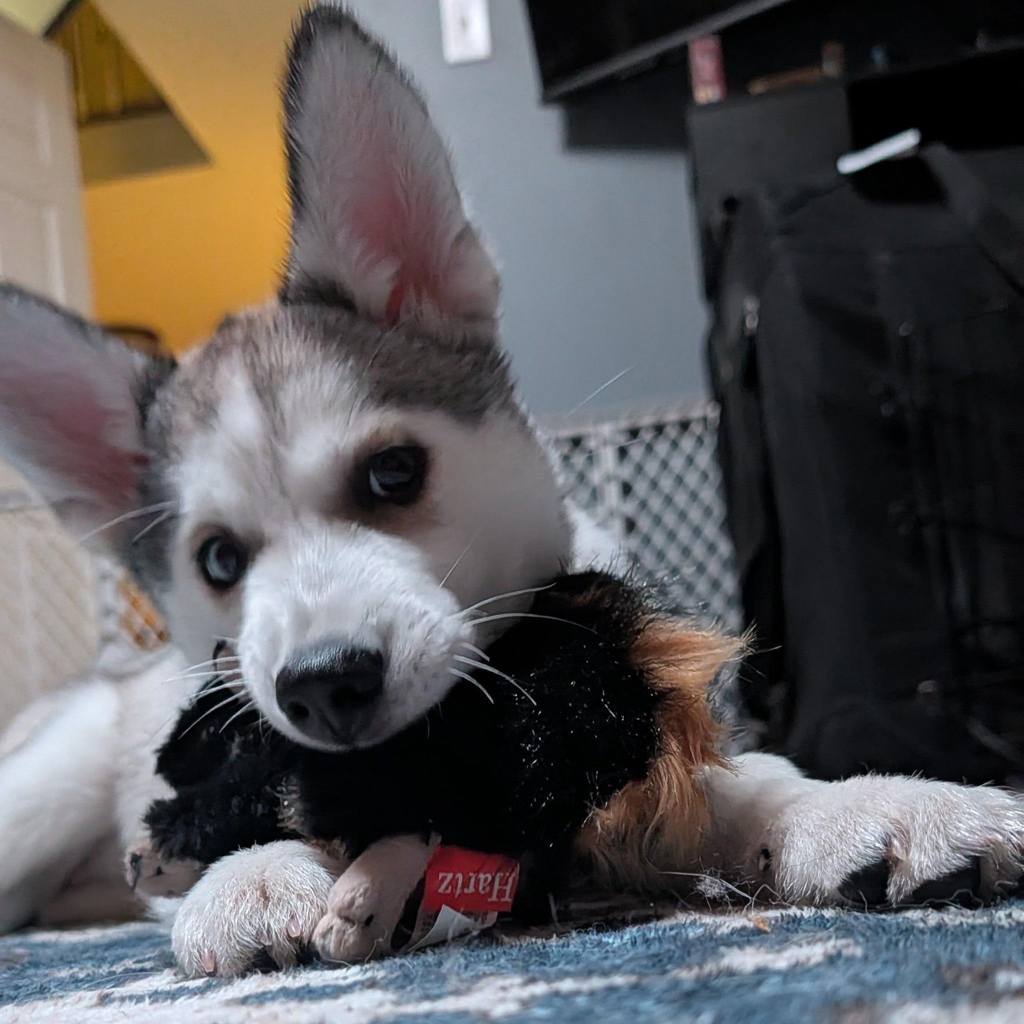 Kyra, a ADOPTABLE Husky in Barrie, ON image 2/6