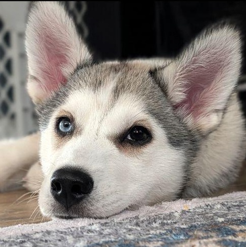 Kyra, ADOPTABLE, Puppy Female Husky.
