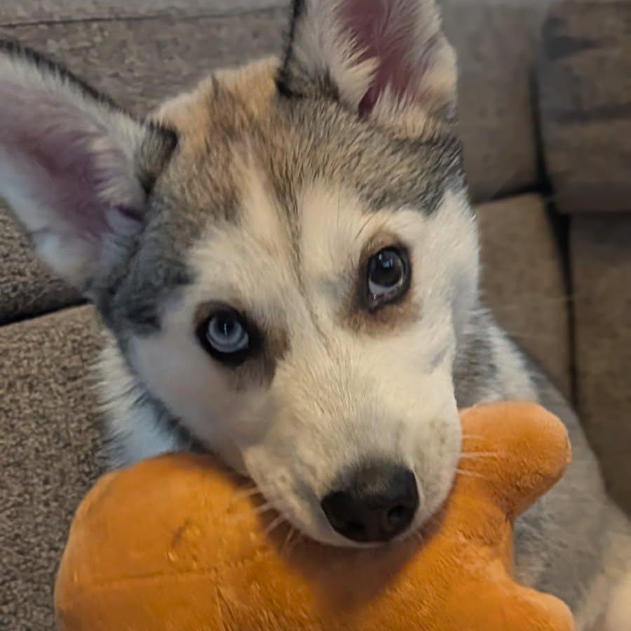 Kyra, a ADOPTABLE Husky in Barrie, ON image 6/6