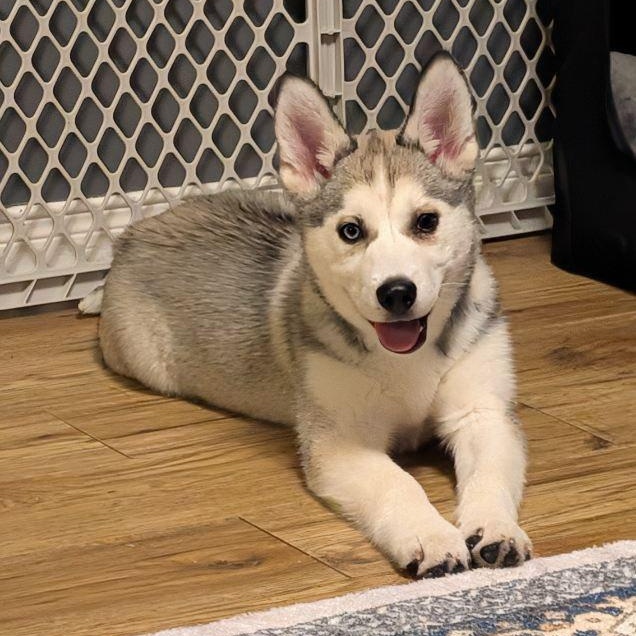 Kyra, a ADOPTABLE Husky in Barrie, ON image 5/6