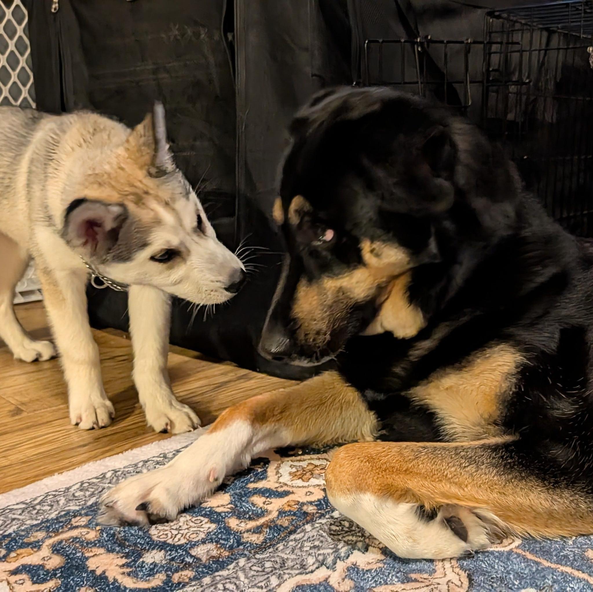 Kyra, a ADOPTABLE Husky in Barrie, ON image 4/6