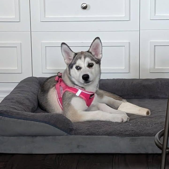 Kyra, a ADOPTABLE Husky in Barrie, ON image 3/6