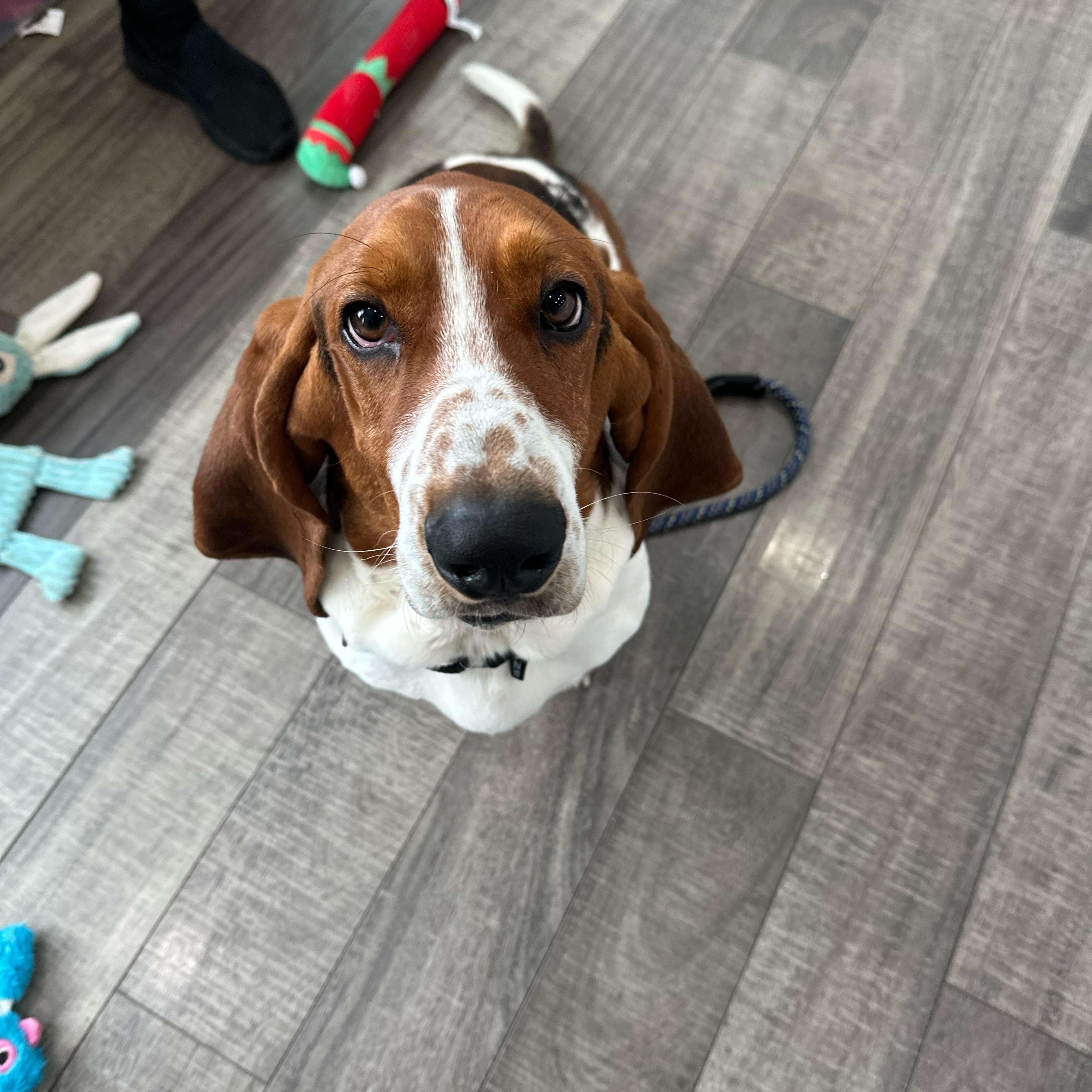 Enlarge Benson, a ADOPTABLE Basset Hound in Mahwah, NJ image 2/6