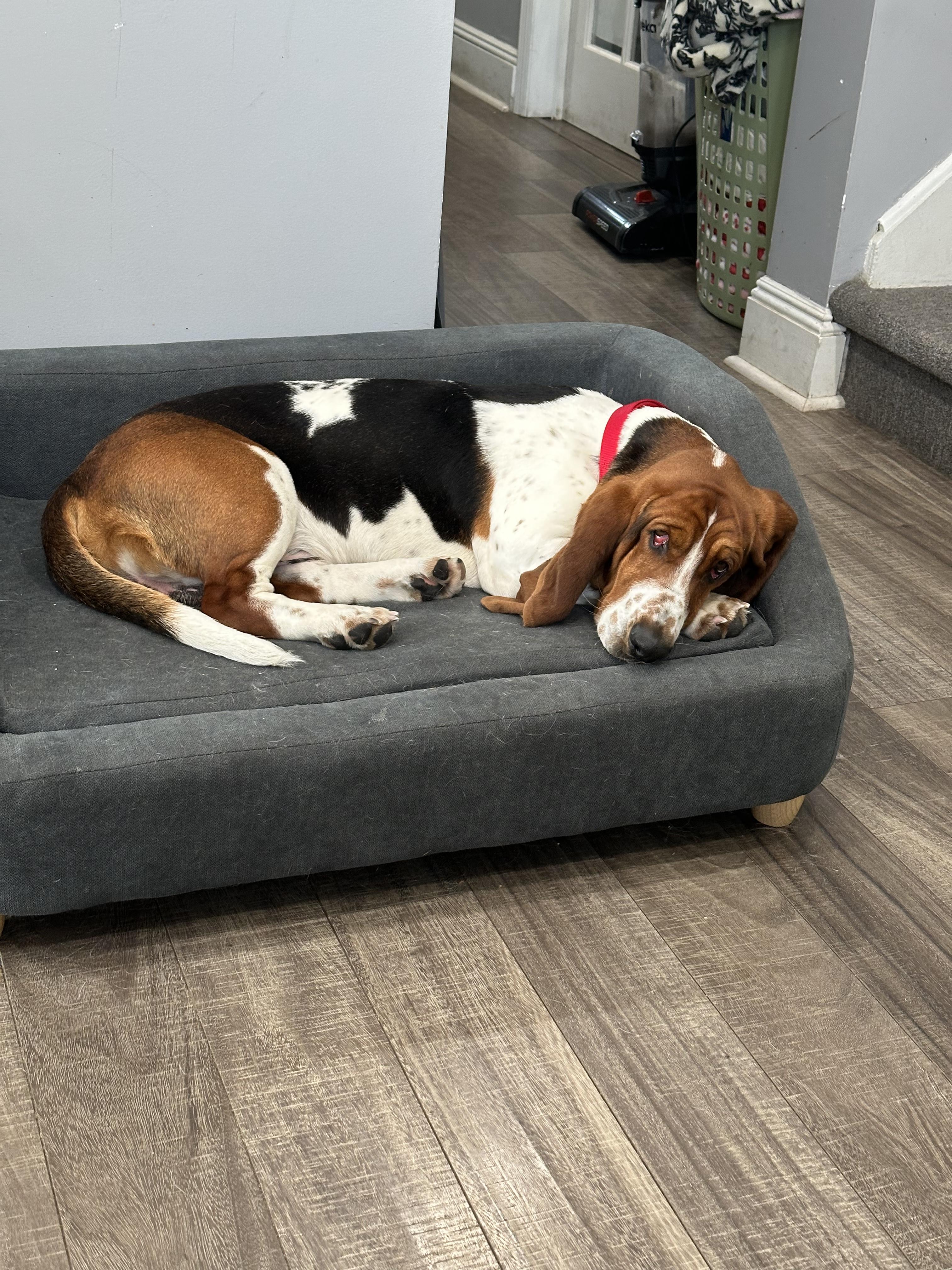 Enlarge Benson, a ADOPTABLE Basset Hound in Mahwah, NJ image 5/6