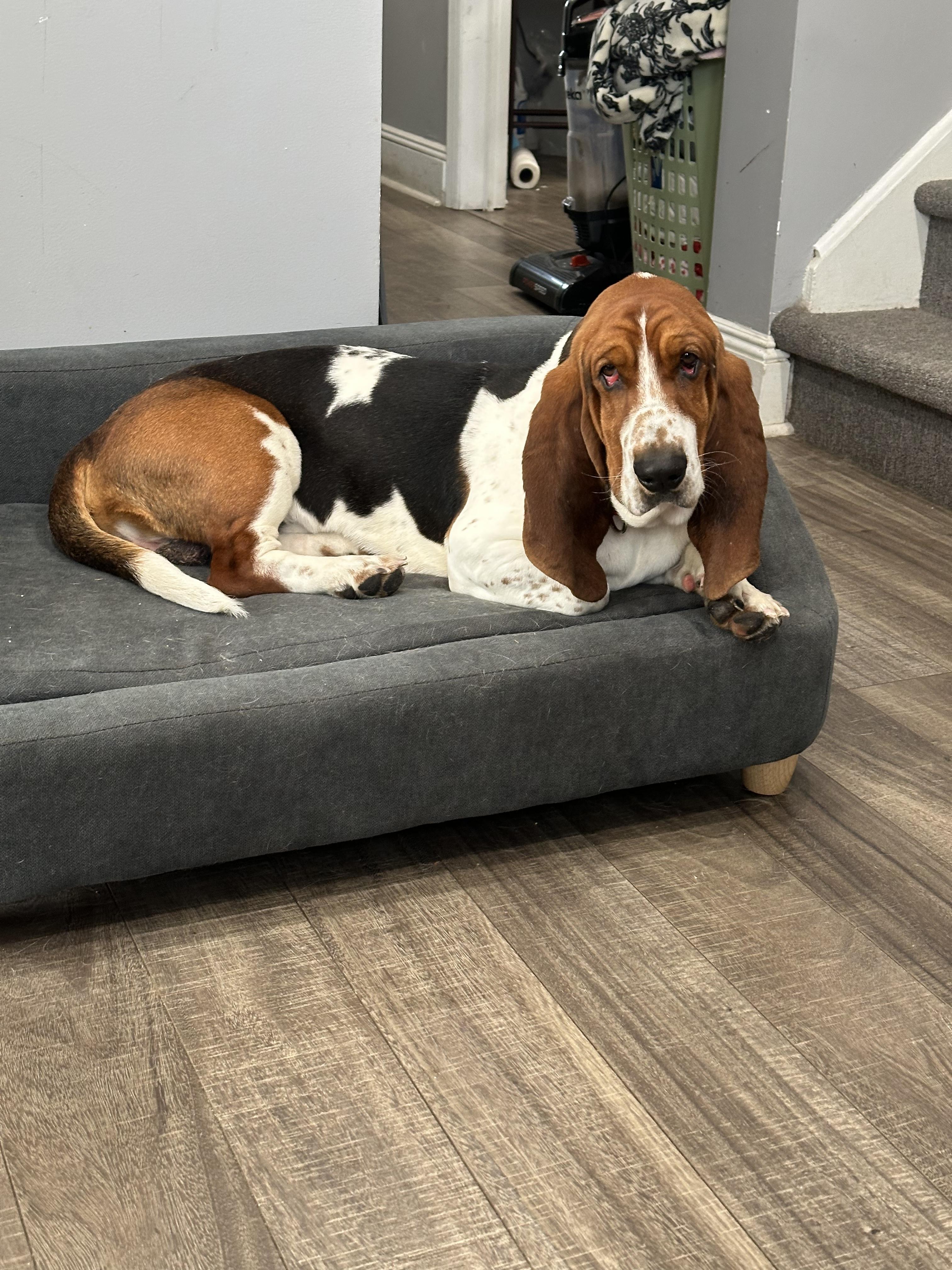 Enlarge Benson, a ADOPTABLE Basset Hound in Mahwah, NJ image 6/6