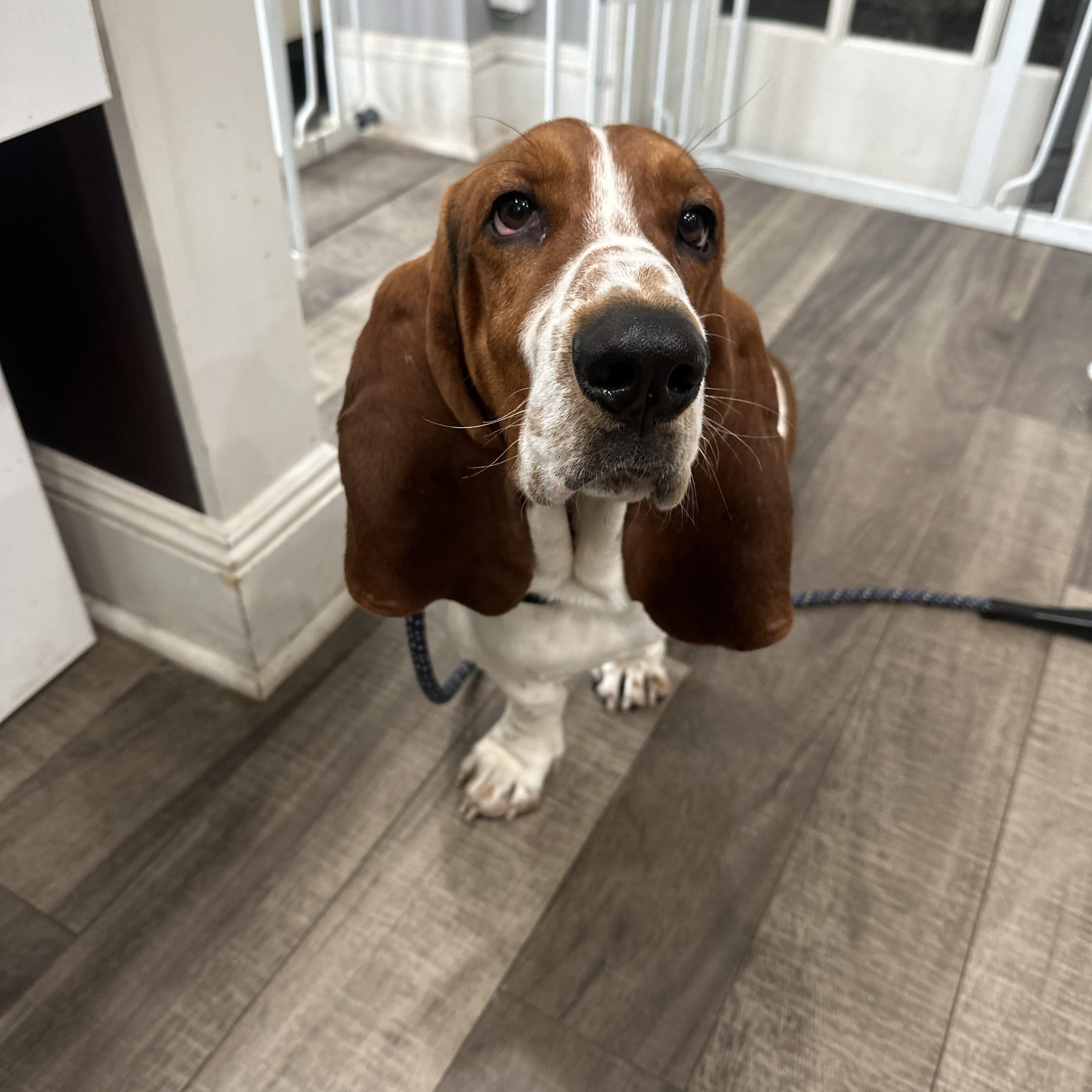Enlarge Benson, a ADOPTABLE Basset Hound in Mahwah, NJ image 4/6