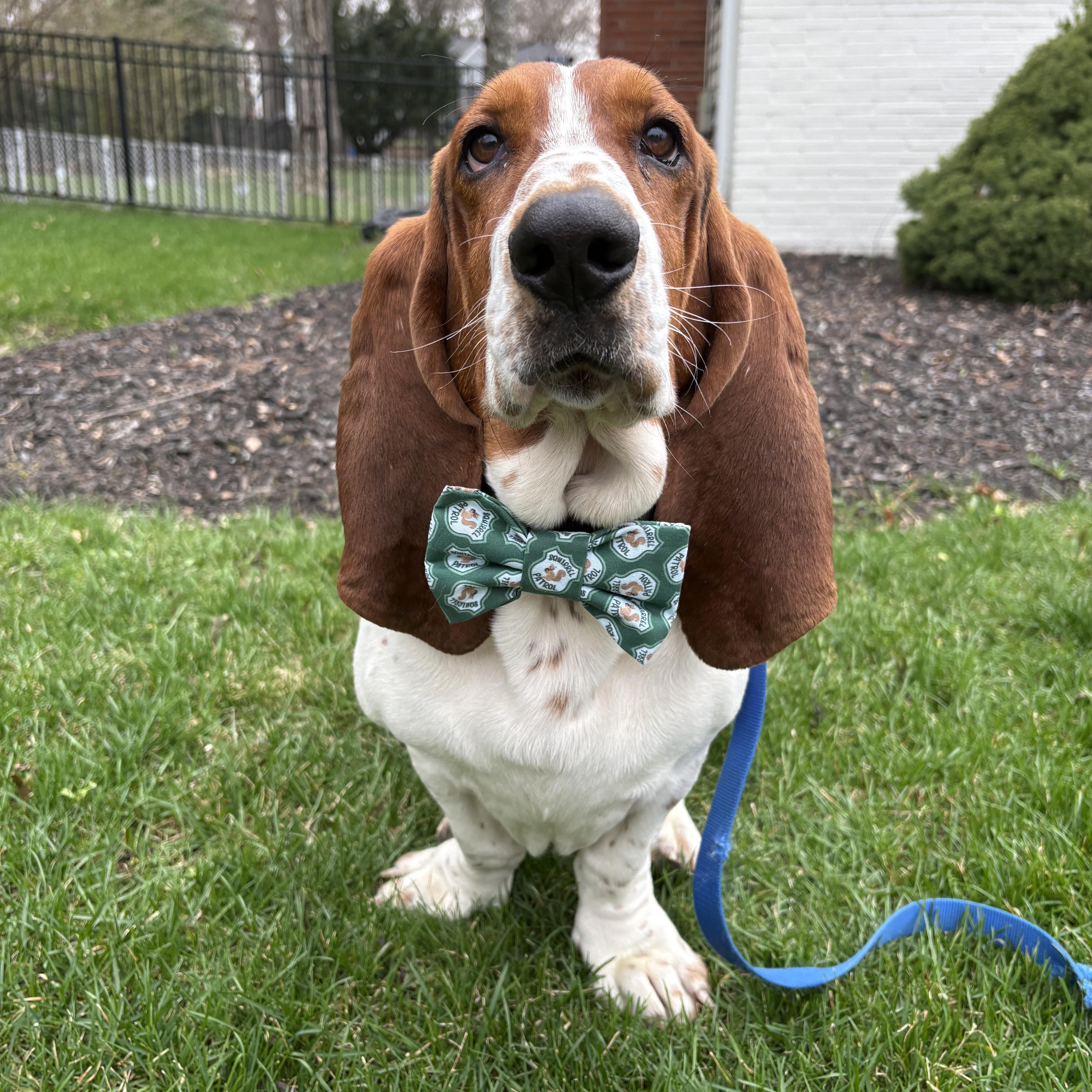 Enlarge Benson, a ADOPTABLE Basset Hound in Mahwah, NJ image 1/6