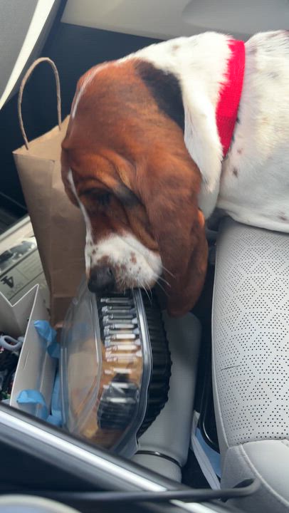 Enlarge Benson, a ADOPTABLE Basset Hound in Mahwah, NJ video 3/6