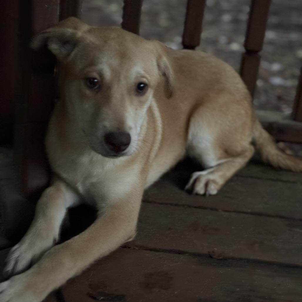 Enlarge Vanity, an adopted mixed breed in Newton, MA image 1/1