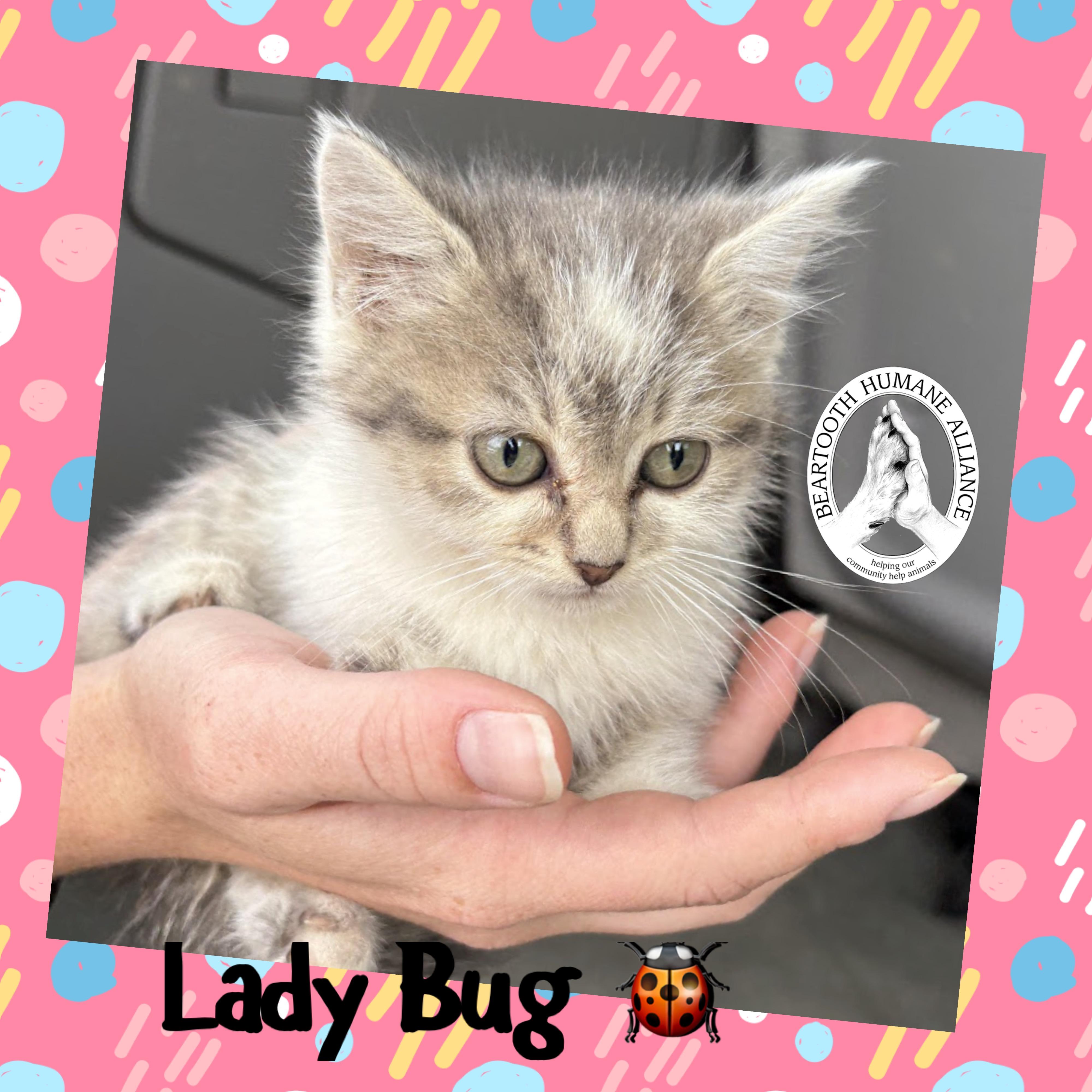 Lady Bug, an adoptable Domestic Long Hair in Red Lodge, MT, 59068 | Photo Image 2