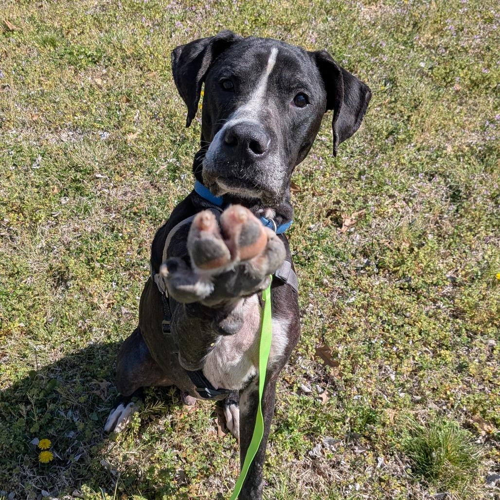 Enlarge LC-Dale, a Adoptable mixed breed in Tulsa, OK image 1/6