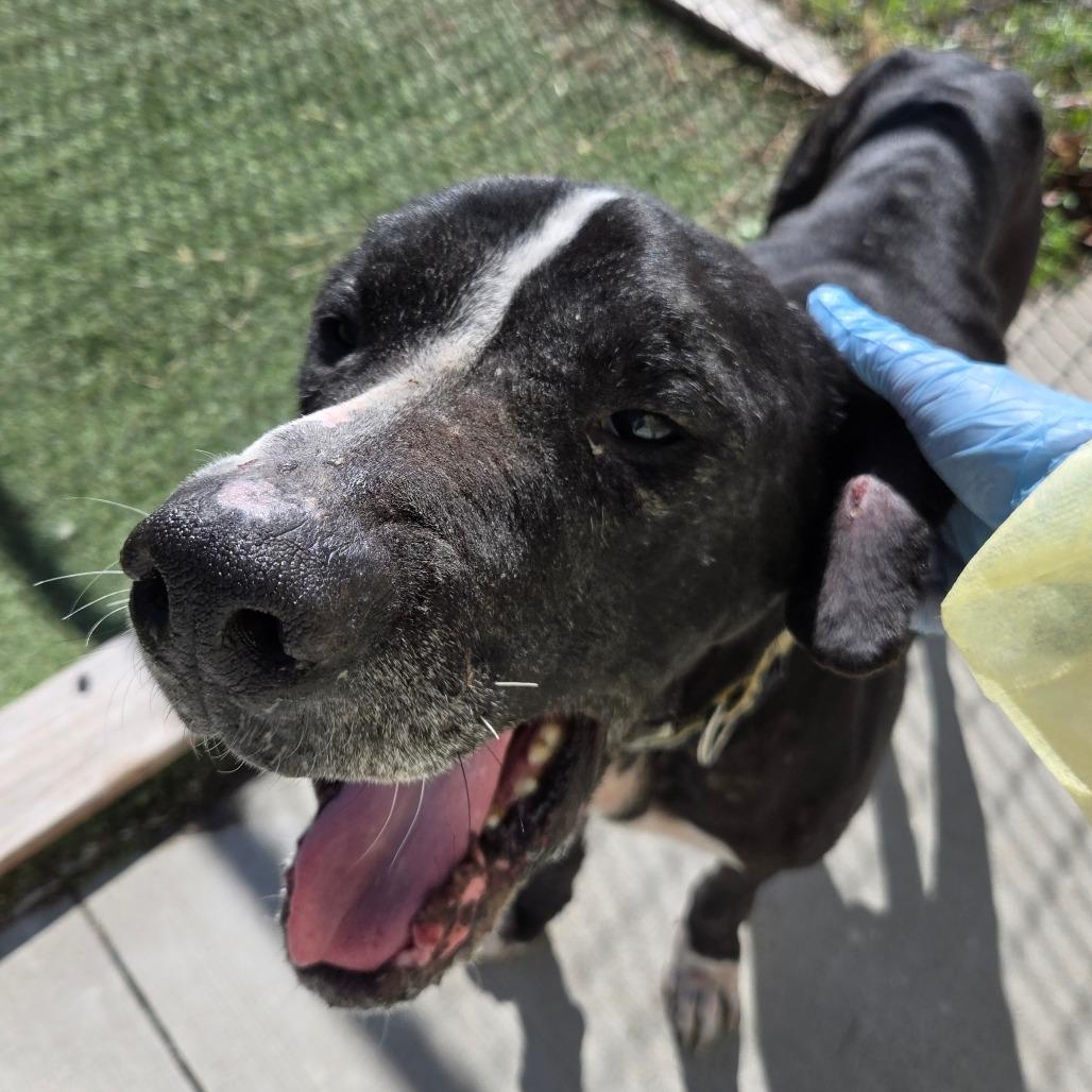 Enlarge LC-Dale, a Adoptable mixed breed in Tulsa, OK image 2/6