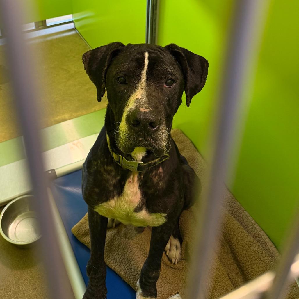 Enlarge LC-Dale, a Adoptable mixed breed in Tulsa, OK image 3/6