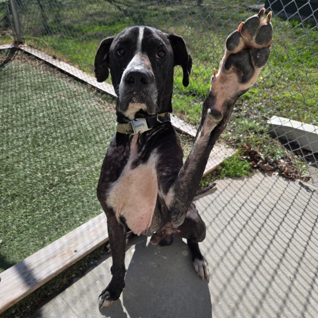 Enlarge LC-Dale, a Adoptable mixed breed in Tulsa, OK image 4/6