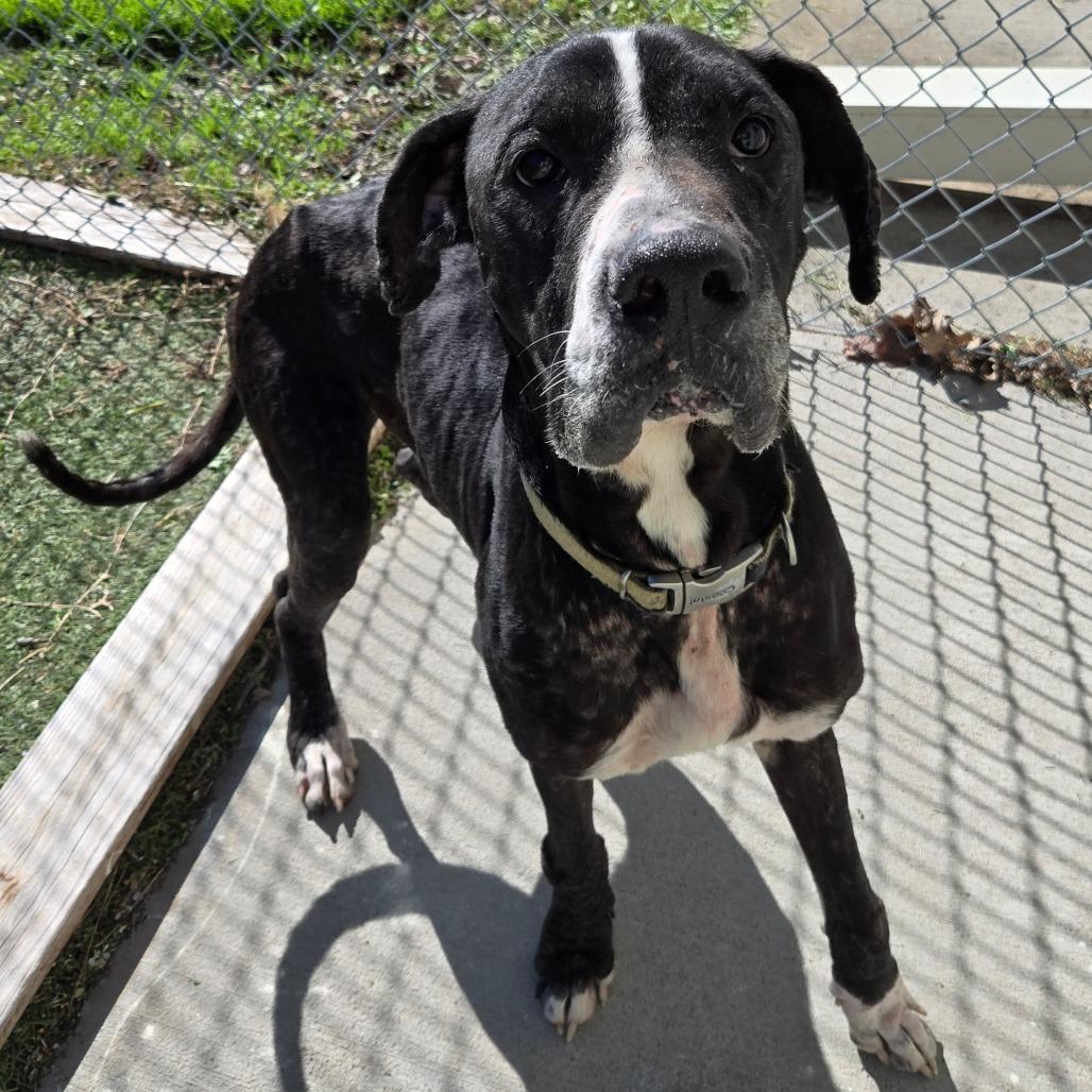 Enlarge LC-Dale, a Adoptable mixed breed in Tulsa, OK image 5/6