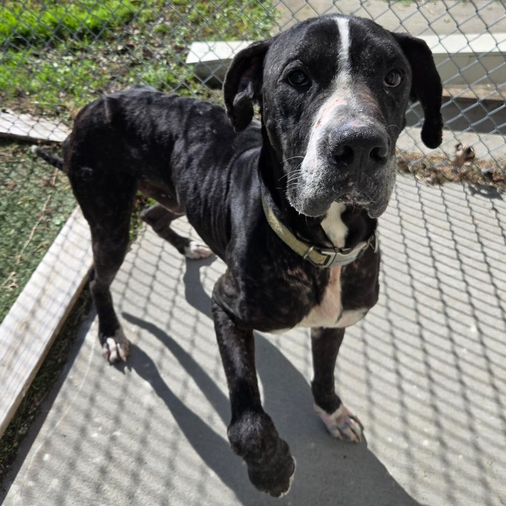 Enlarge LC-Dale, a Adoptable mixed breed in Tulsa, OK image 6/6