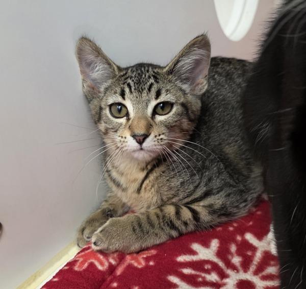 Enlarge Granturismo Folgore - Bonded W/ F40, a Adoptable mixed breed in Silverdale, WA image 1/2