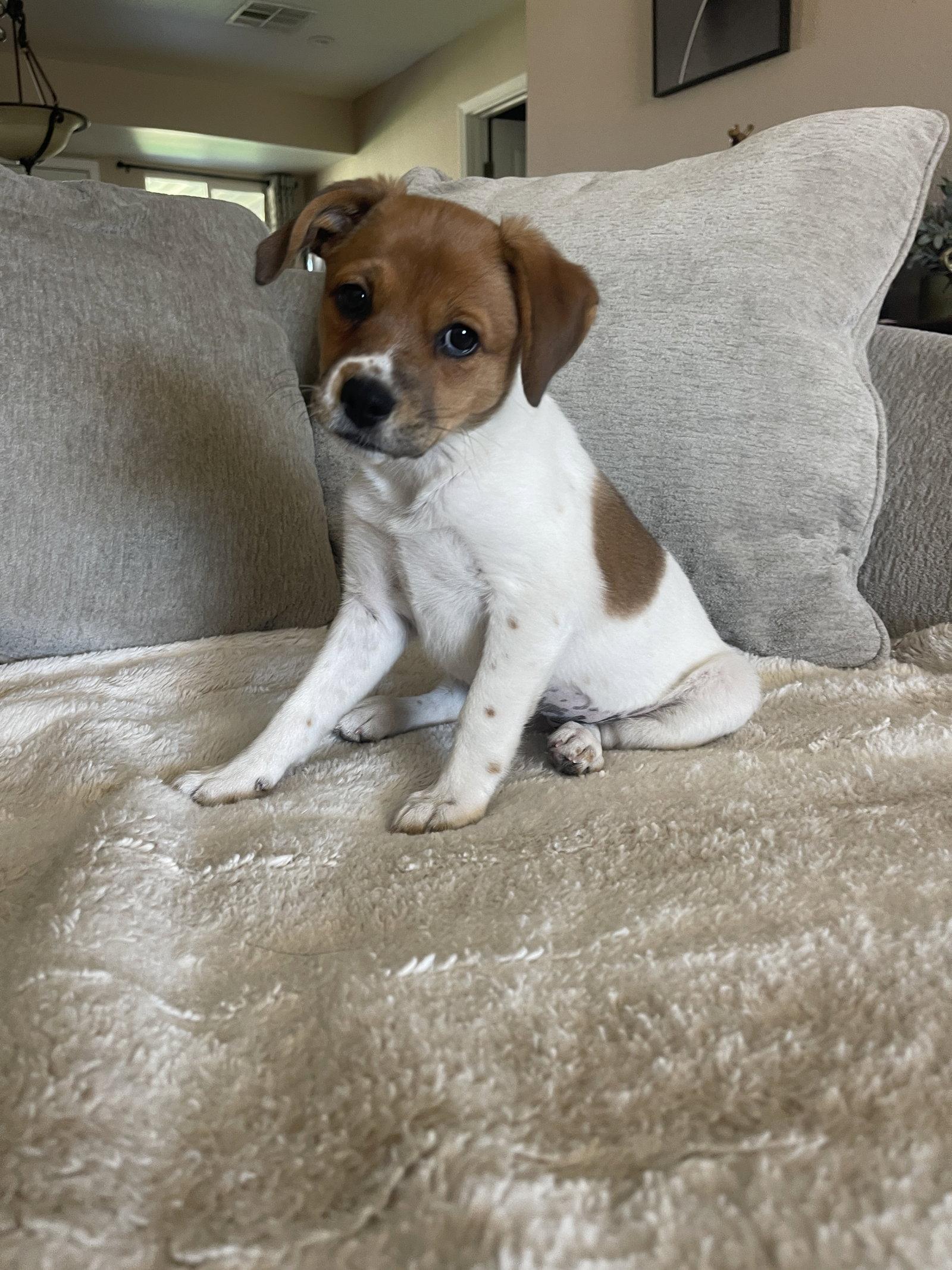 Enlarge Spice, a Adopted mixed breed in Glendale, AZ image 1/3