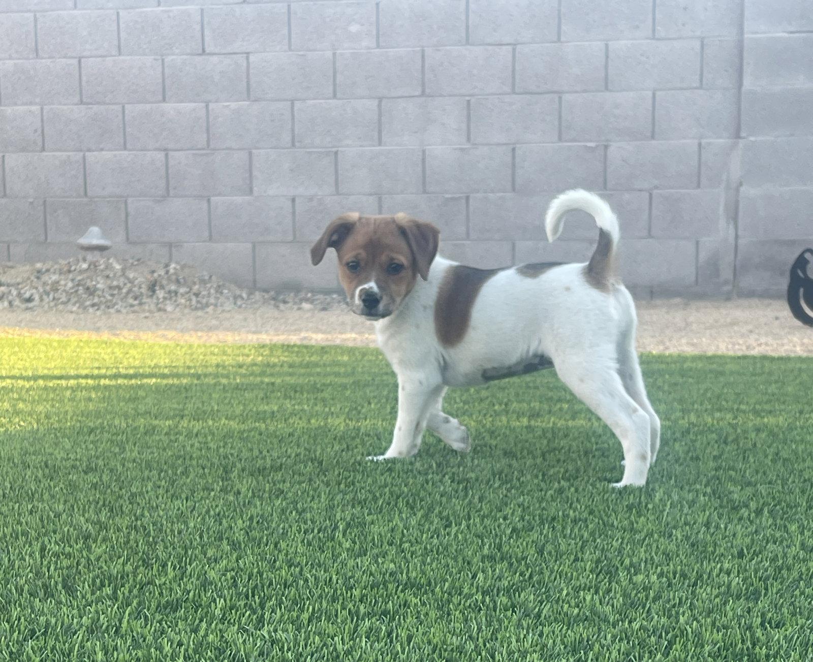 Enlarge Spice, a Adopted mixed breed in Glendale, AZ image 2/3
