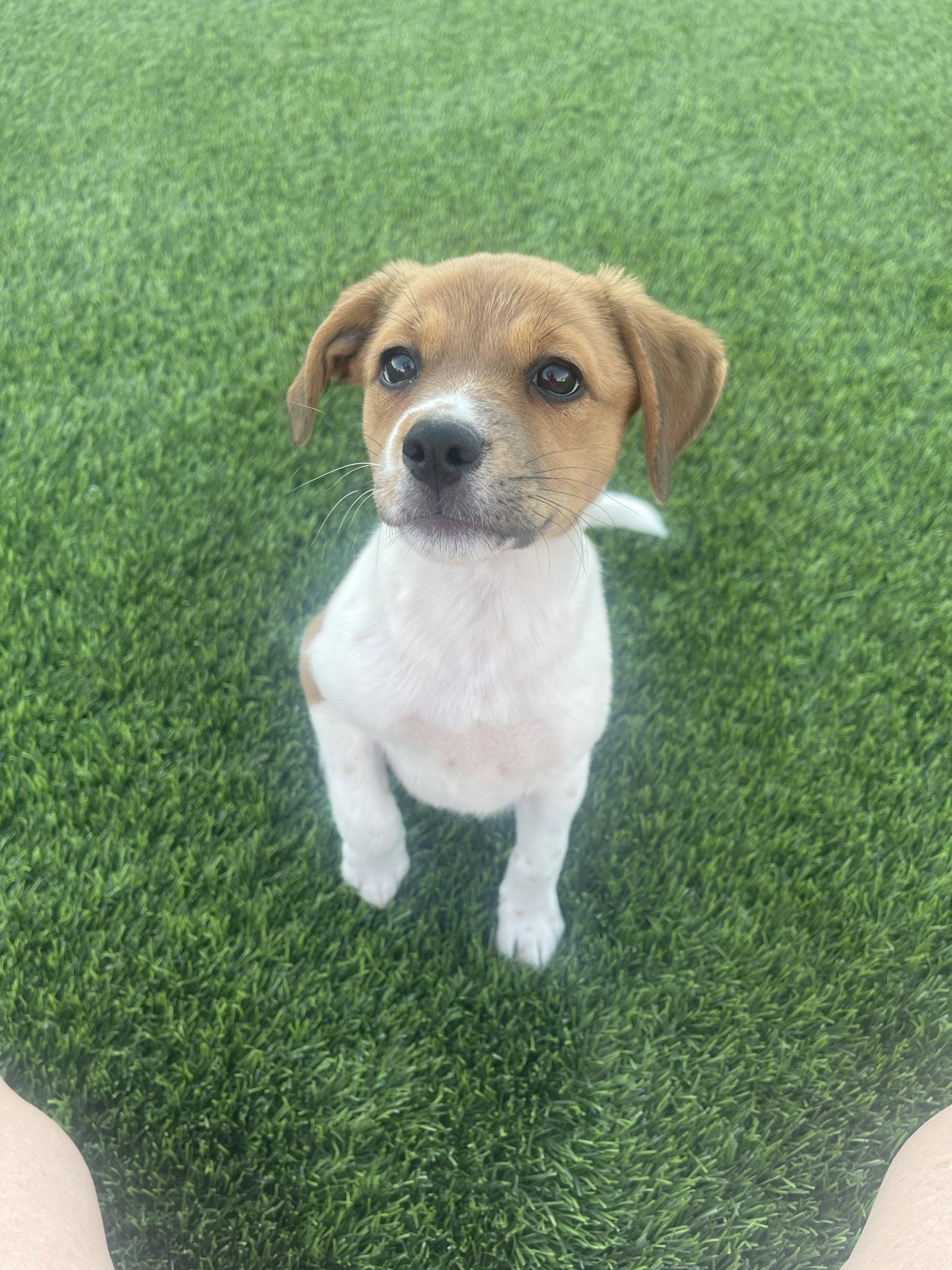Enlarge Spice, a Adopted mixed breed in Glendale, AZ image 3/3