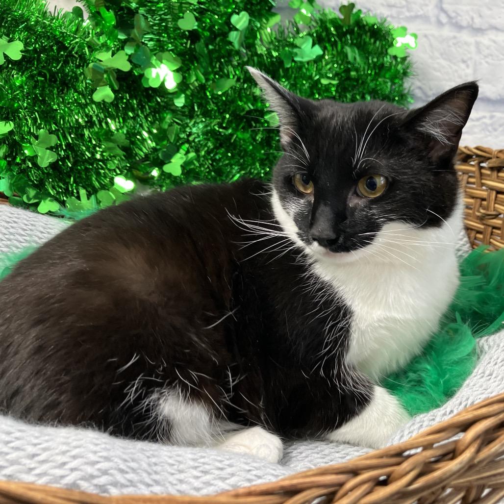 Enlarge Pippa, a Adoptable Domestic Short Hair in Harrisonburg, VA image 1/6