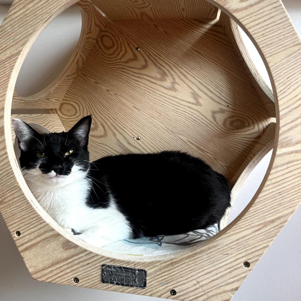 Pippa, a Adoptable Domestic Short Hair in Harrisonburg, VA image 2/6