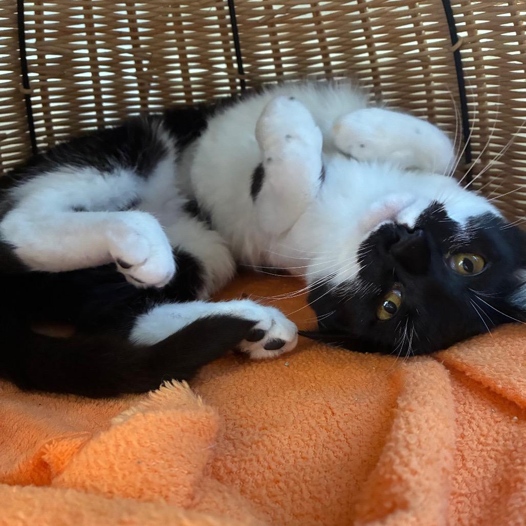 Enlarge Pippa, a Adoptable Domestic Short Hair in Harrisonburg, VA image 2/6