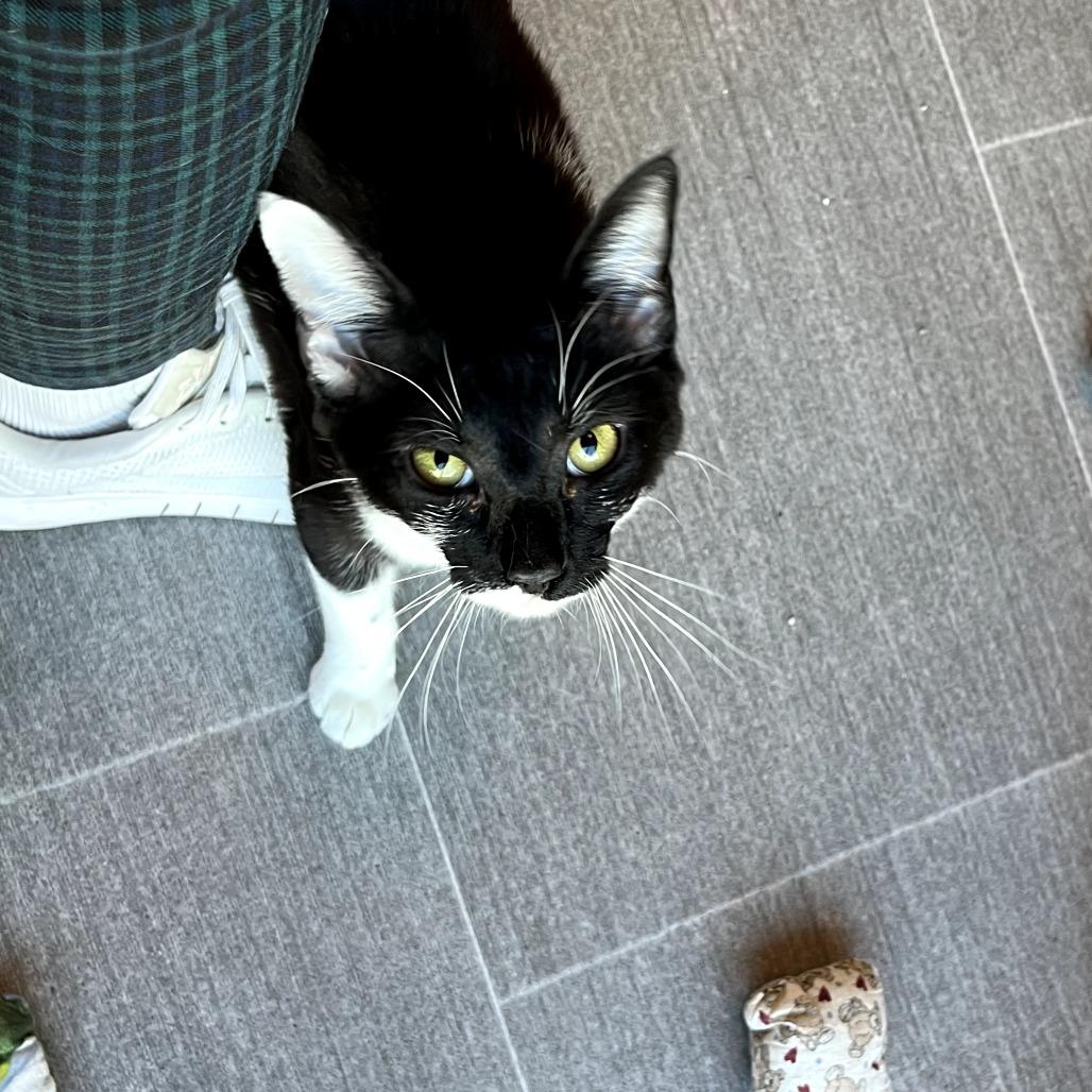 Enlarge Pippa, a Adoptable Domestic Short Hair in Harrisonburg, VA image 3/6