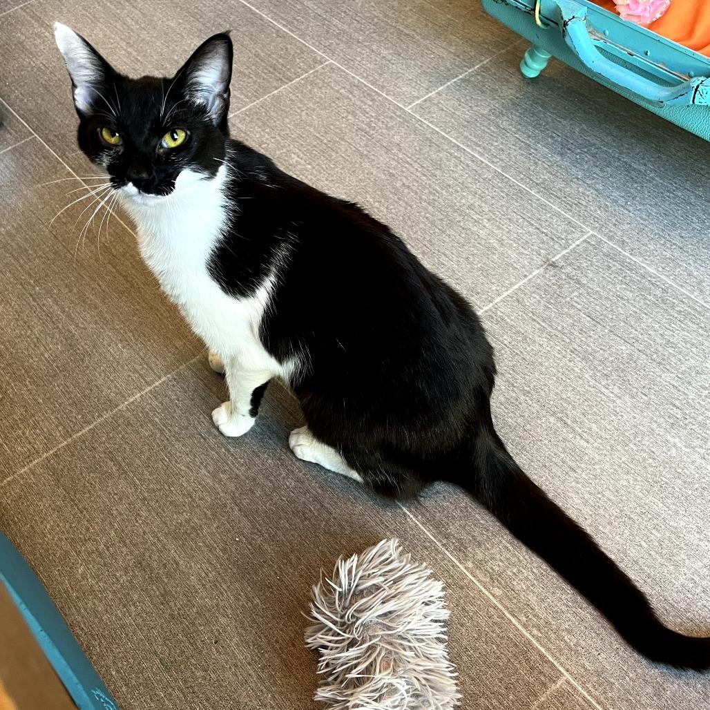 Enlarge Pippa, a Adoptable Domestic Short Hair in Harrisonburg, VA image 4/6