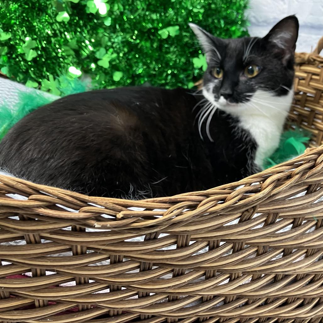 Enlarge Pippa, a Adoptable Domestic Short Hair in Harrisonburg, VA image 5/6