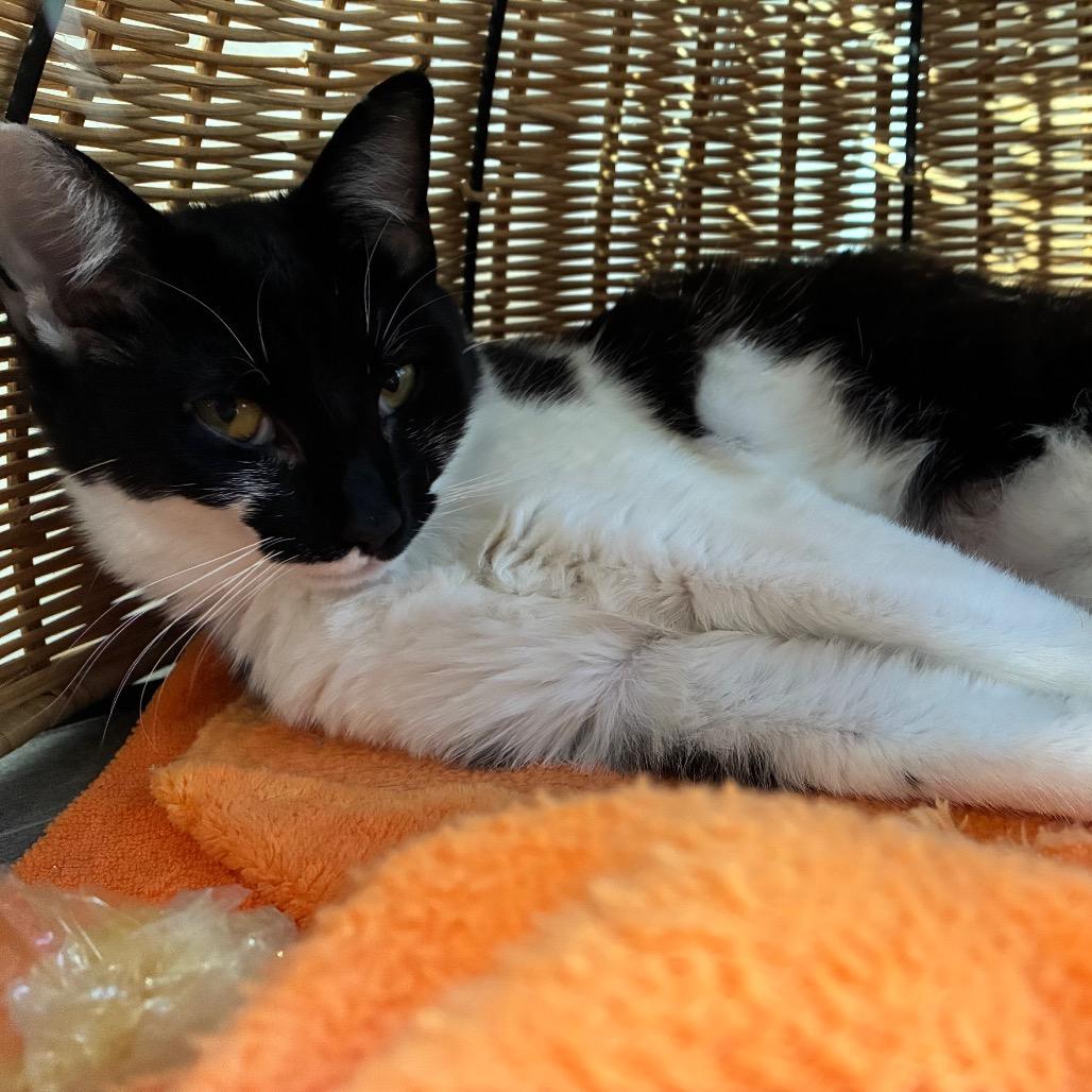 Enlarge Pippa, a Adoptable Domestic Short Hair in Harrisonburg, VA image 6/6