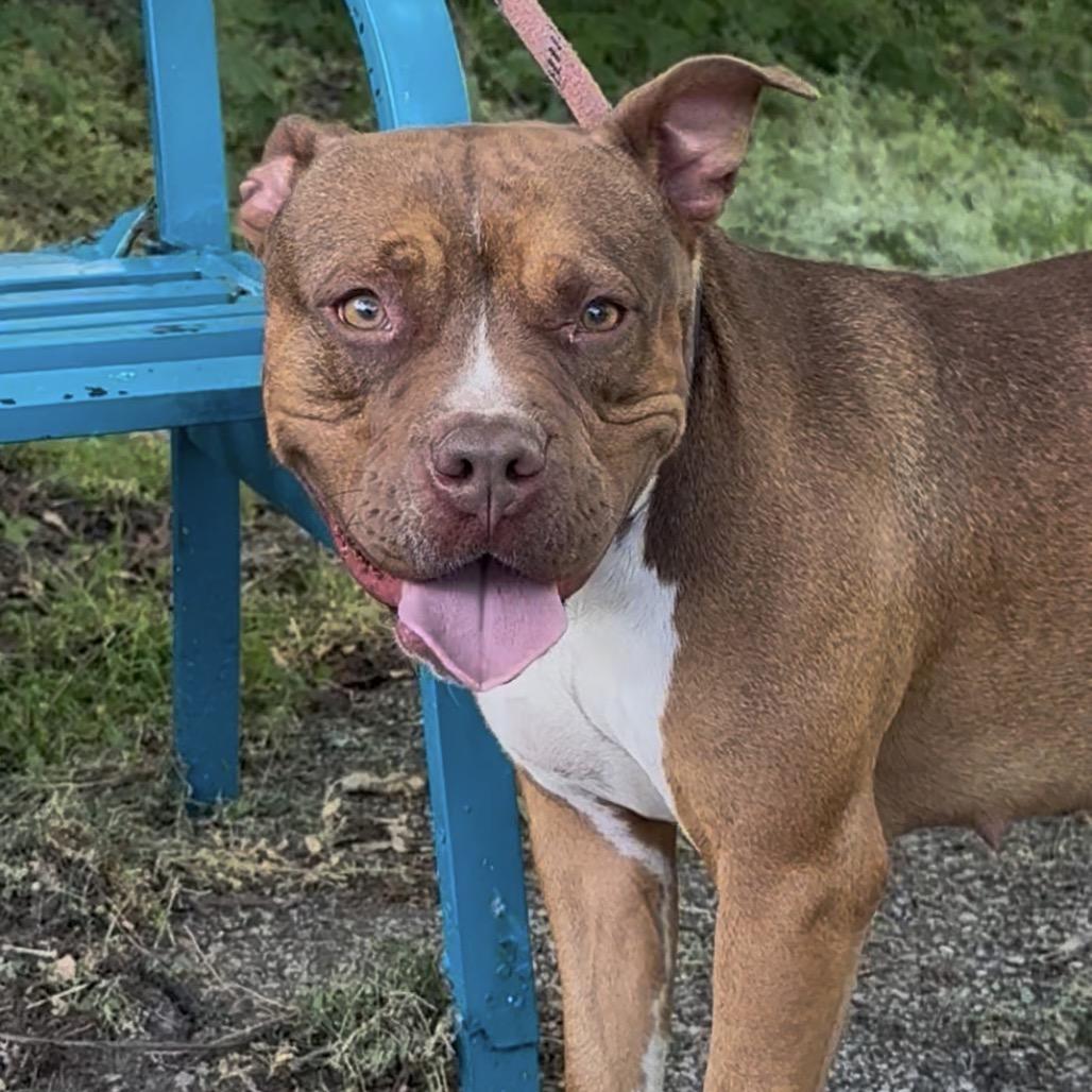 Enlarge Blesyn, a Adoptable Mixed Breed in Monroeville, AL image 1/2