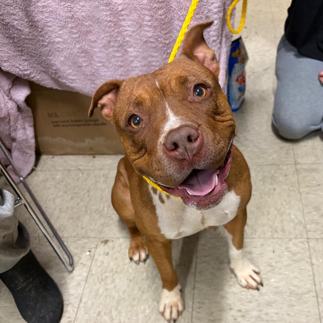 Enlarge Blesyn, a Adoptable Mixed Breed in Monroeville, AL image 2/2