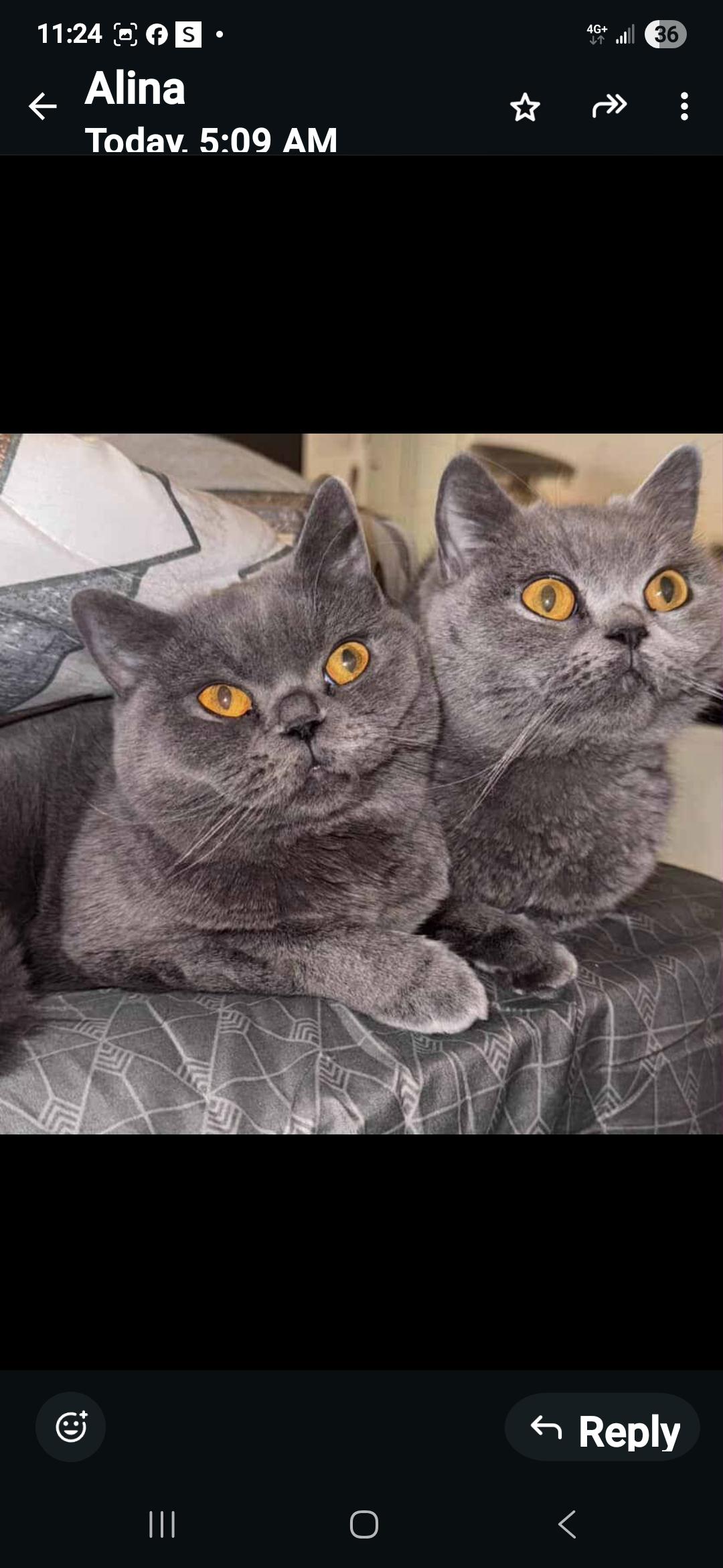 Nia and Luna, a Adoptable British Shorthair in Snow Hill, MD image 4/6