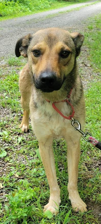 Enlarge Hugh, a Adoptable mixed breed in Crossville, TN image 1/6