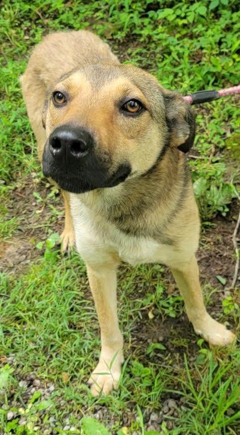 Enlarge Hugh, a Adoptable mixed breed in Crossville, TN image 2/6